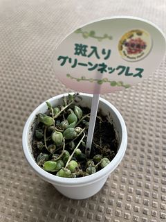 希少！斑入グリーンネックレス（1鉢）