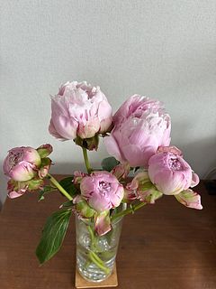 淡いピンクの芍薬