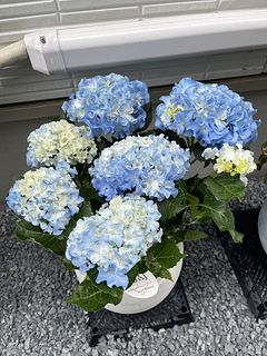 あじさい「クレイジーテンシア ブルー」