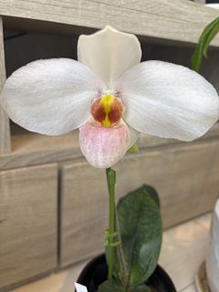 産直】石田蘭園から届く「極上パフィオの鉢」