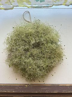 スモークツリーライムファー（ロングサイズ）