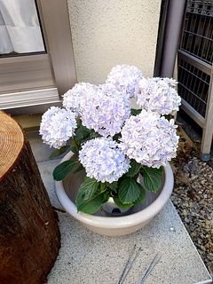 島根の八重咲き紫陽花「万華鏡」