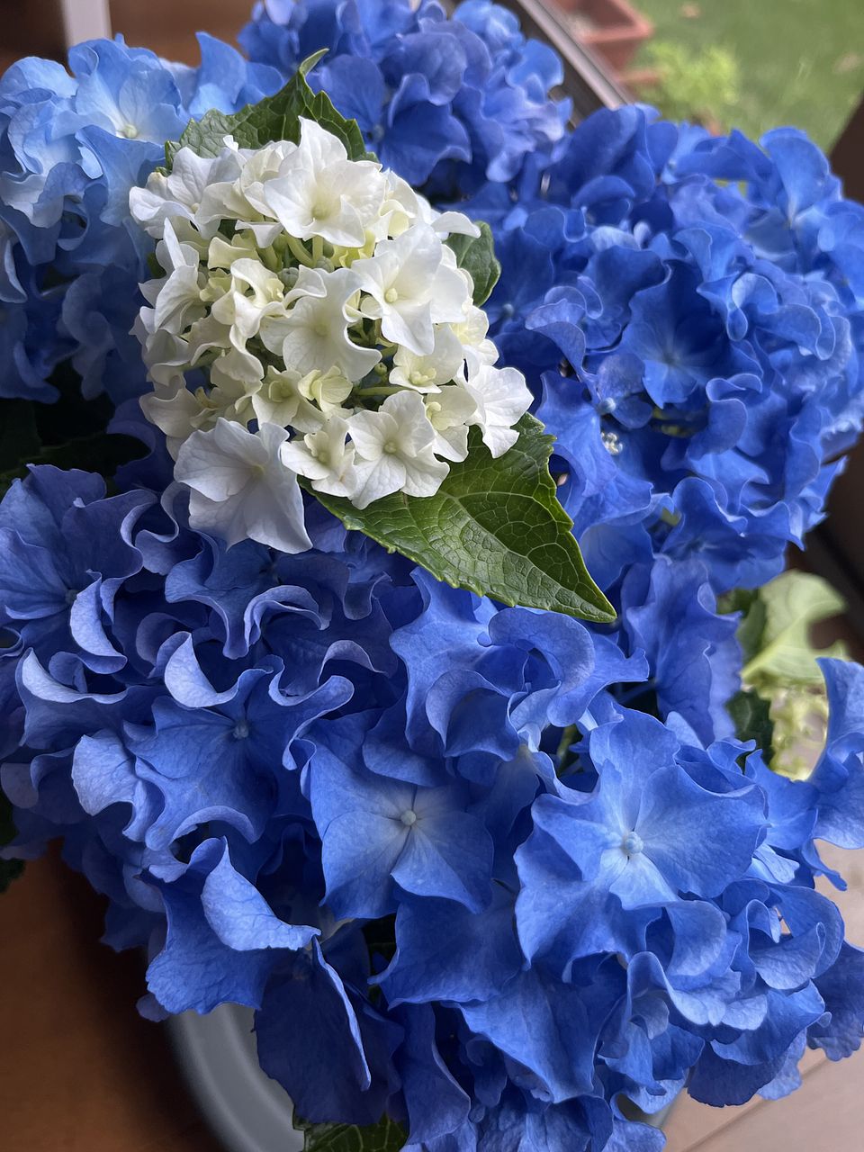 みーちゃん　紫陽花　アジサイ　クレイジーテンシア　3 ふるふる　ブルー あじさい「クレイジーテンシア ブルー」