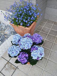 紫陽花「ホットチボリ マーブル」