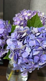 名前のない紫陽花（3本）