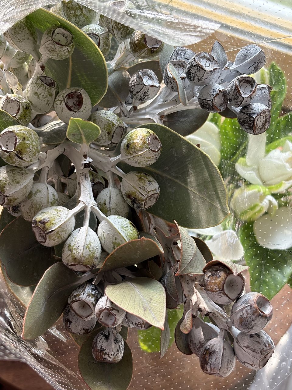 ユーカリ「テトラゴナナッツ」