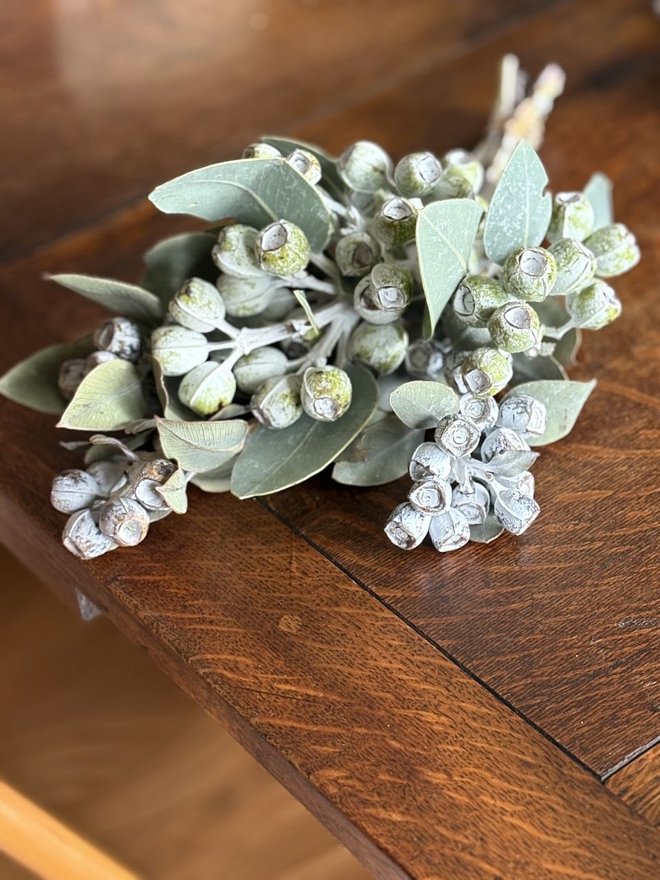 ユーカリ「テトラゴナナッツ」