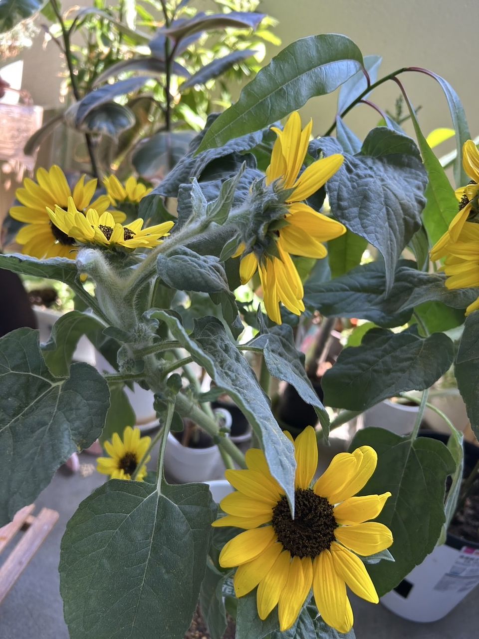 何度も咲くひまわり「 サンフィニティー」