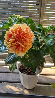 八重咲きハイビスカス「ビーチボール」