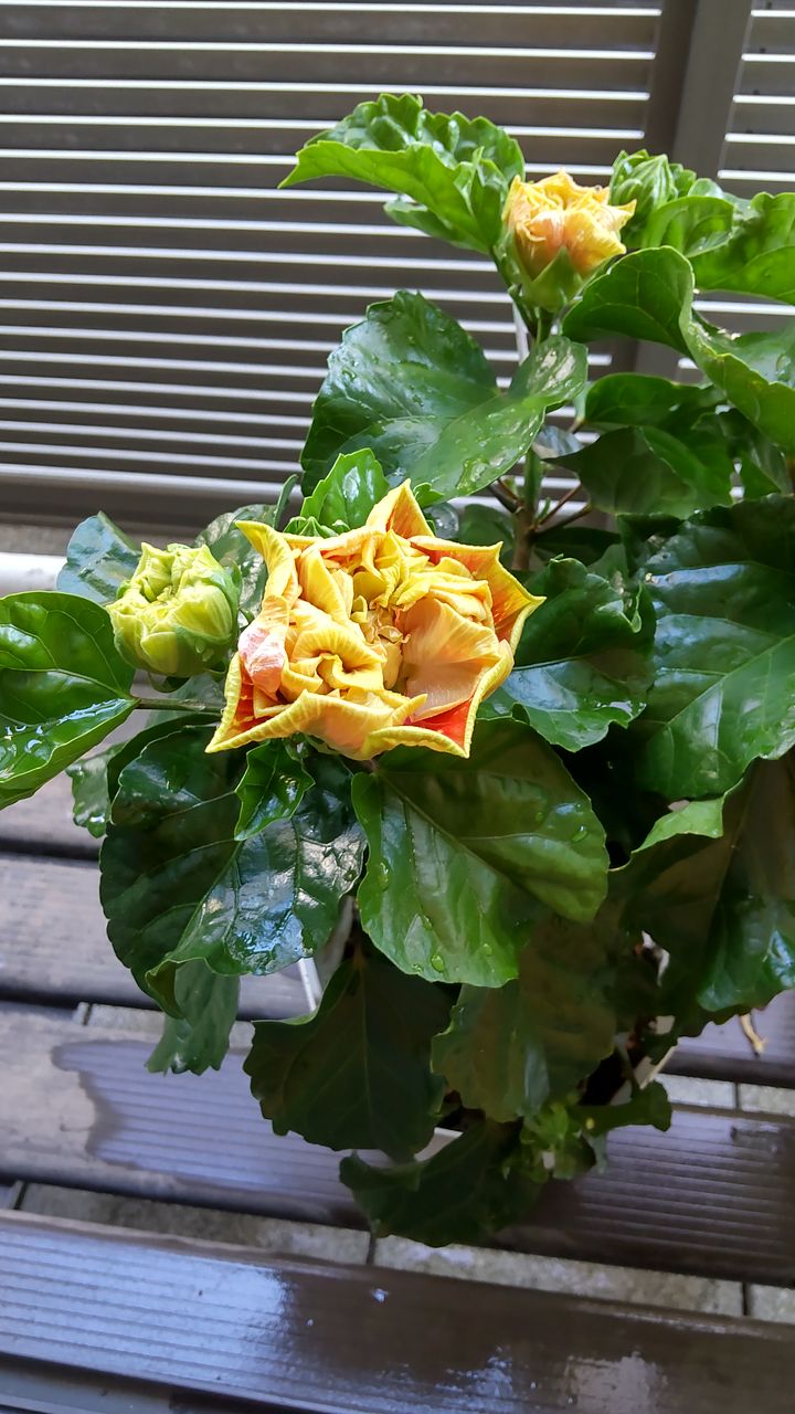 八重咲きハイビスカス「ビーチボール」