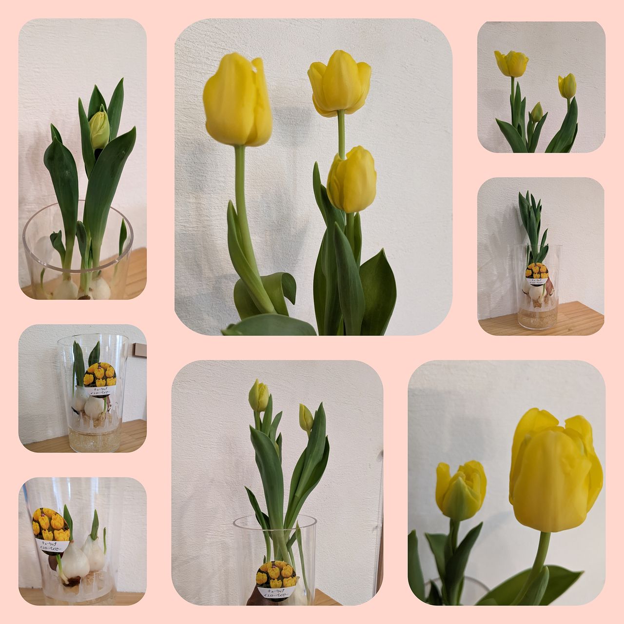 【球根】フレミングベイビー　ミニチューリップ　7球　水耕栽培　レア品種　数量限定 球根】フレミングベイビー ミニチューリップ 7球 水耕栽培 レア品種